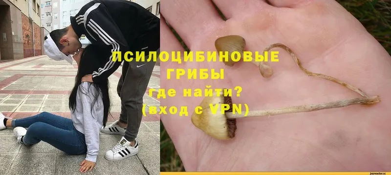 маркетплейс формула  Козельск  Галлюциногенные грибы MAGIC MUSHROOMS 